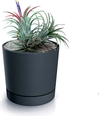 A potted plant in a dark gray pot with a saucer, set against a white background.