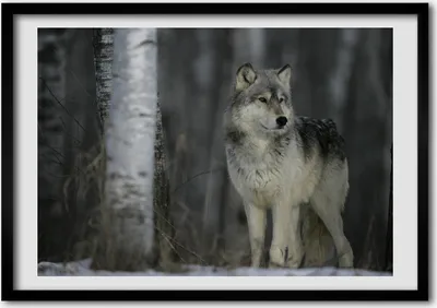 Produktbild von Bild - Bilder - Bilderrahmen - 70 cm x 50 cm - MDF-Rahmen, Wandkunst grauer Wolf