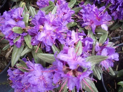 Produktbild von Rhododendron russatum Azurwolke - Zwerg-Alpenrose Azurwolke - 25-30cm