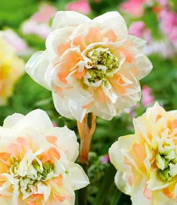 Produktbild von BALDUR Garten 8x Narzisse 'Pom Pom Rose', Zwiebeln mit Umfang 12-14 cm, mehrjährig, winterhart, pflegeleicht, riesige, gefüllte Blüten, kräftige Stiele, umwerfendes Farbspiel, Schnittblume