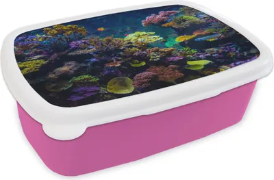 Produktbild von KitchenYeah® Lunchbox Brotzeit Brotdose 17x11 cm Koralle - Farben - Fisch Kinder Brotzeitdose - Lunchpaket - Brotkasten  - Sandwich Box