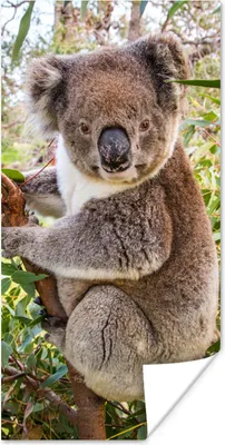 Produktbild von MuchoWow® Poster Koala - Baum - Blätter - Kinder - Jungen - Mädchen 80x160 cm - Kinderzimmer