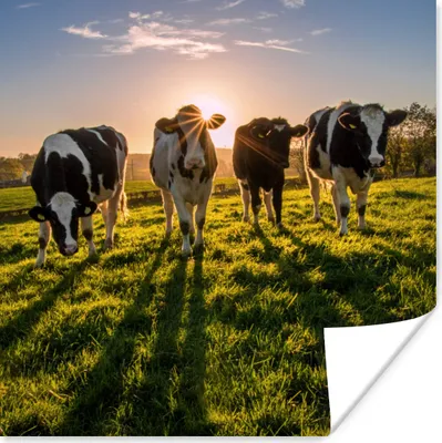 Produktbild von MuchoWow® Poster Kühe - Sonne - Gras - Tiere - Bauernhof 75x75 cm - Wand Dekoration