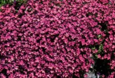 Produktbild von 6 x  Aubrieta hybrida 'Cascade Red' - Blaukissen - Topf 9 x 9 cm