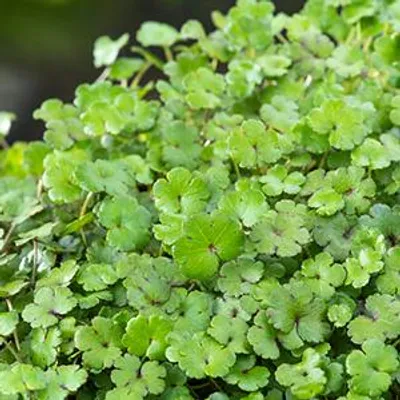 Productafbeelding van Moerings Hydrocotyle Nova-Zealandiae | Waternavel | In 11x11CM Mand