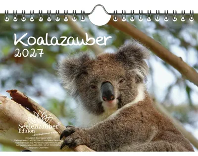 Produktbild von Koalazauber DIN A5 Kalender für 2027 Koalabären, Koala - Seelenzauber