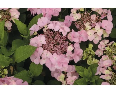 Obrázek produktu pro Hortenzie velkolistá růžová FloraSelf Hydrangea macrophylla výška 30-40 cm květináč 5 l
