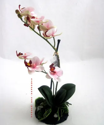 Produktbild von Orchidee Phalaenopsis auf Sandsockel - Kunstblüte rosa ca.31 cm