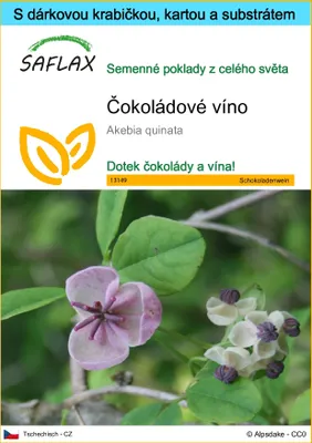 Obrázek produktu pro SAFLAX Dárková sada - čokoládové víno - Akebia quinata - 10 Semena - S dárkovou krabičkou, přepravním štítkem, dárkovou kartou a pěstebním médiem
