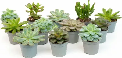 Produktbild von 12er-Set Sukkulenten Mix – 12 verschiedene Mini-Sukkulenten im 6cm Topf – 8–12cm hoch – pflegeleichte Zimmerpflanzen für Fensterbank, Regal & Büro – ideal für offene Terrarien & Geschenk