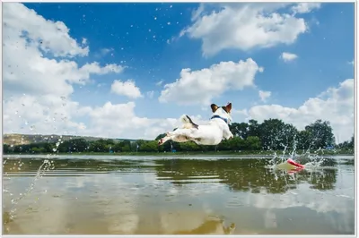 Produktbild von Wallario Wandbild Jack Russel Terrier im Wasser, Größe: 61 x 91,50 cm, Poster mit weißem Aluminiumrahmen