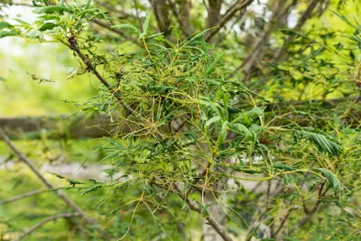 Produktbild von Rosskastanie Laciniata 30-40 cm, im Topf - Aesculus hippocastanum