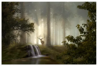 Produktbild von ARTland Wandbild Alu für Innen & Outdoor Waldgeheimnisse Größe: 90x60 cm
