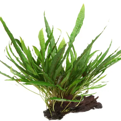 Produktbild von Aquarium Pflanze Microsorum pteropus Javafarn auf Wurzel Tropica Nr.008 YWS