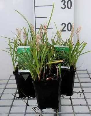 Obrázok produktu pre 6 x Liriope spicata - zväzok ľalií - kvetináč 9 x 9 cm