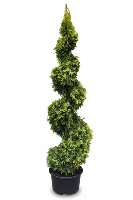 Produktbild von Goldene Edelthuja Spirale 160–170 cm - Thuja occidentalis 'Golden Brabant' – Formpflanze