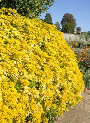 Produktbild von Orangenblume Goldfingers 30-40 cm, im Topf - Choisya ternata, immergrün