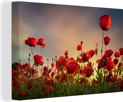 Produktbild von MuchoWow® - Leinwandbilder - Mohnblumen - Blumen - Sonnenaufgang, Wandbild, Wanddeko Bilder Wohnzimmer, 90x60 cm