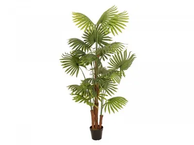 Immagine prodotto di EUROPALMS palma a ventaglio, pianta artificiale, 165 cm (82509305)