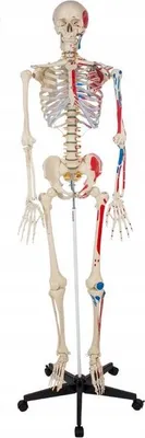 Immagine prodotto di Scheletro umano 181 cm - modello con muscoli
