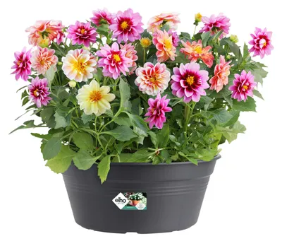 Obrázek produktu pro ELHO Žardina Green Basics Bowl 27 cm, černá