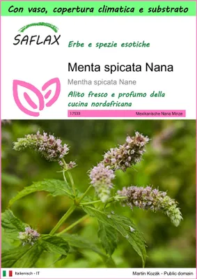 Immagine prodotto di SAFLAX Garden to go - Menta spicata Nana - 500 semi - Mentha