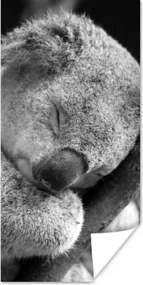 Produktbild von MuchoWow® Poster Schlafender Koala auf schwarzem Hintergrund 80x160 cm - Kinderzimmer