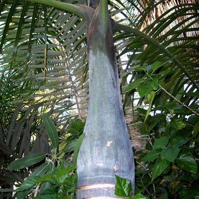 Image de Spindelpalme (Hyophorbe verschaffeltii) - 5 graines
