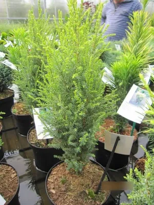 Produktbild von Säulenwacholder Brynhyfryd Gold - Juniperus communis - 30-40cm