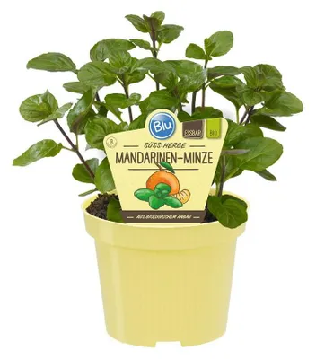 Produktbild von Mandarinen-Minze- Mentha x piperita - Kräuterpflanze im 12cm Topf