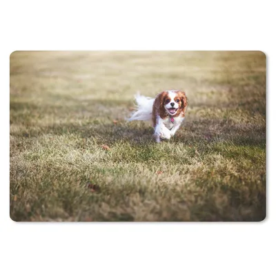 Produktbild von MuchoWow® Schreibtischunterlage Ein weiblicher Cavalier King Charles Spaniel im Gras 60x40 cm - XXL Mauspad - Großes Mauspad