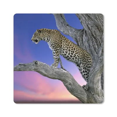 Produktbild von MuchoWow® Mauspad Mousepad Leopard - Baum - Zweig 20x20 cm - Mousepads - Maus Mat - Pad - Mausunterlage - Desk Mat - Bureauartikeln