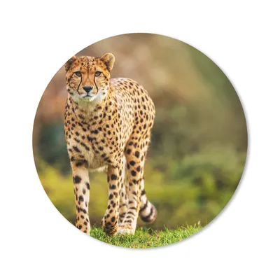 Produktbild von MuchoWow® Mauspad Mousepad Wildtiere - Gras - Leopard - Natur 20x20 cm - Mousepads - Maus Mat - Pad - Mausunterlage - Schreibtischmatte