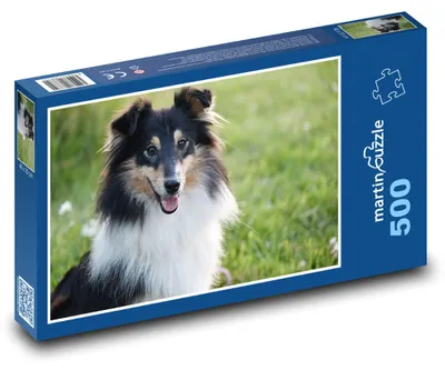 Produktbild von Puzzle 500 Shetlandschäferhund auf der Wiese - martinpuzzle