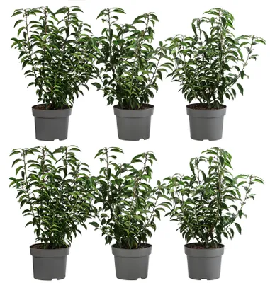 Produktbild von Dehner Portugiesischer Kirschlorbeer Angustifolia, für 2 Meter Hecke, ca. 40-60 cm, 6 x 5 l Topf, Heckenpflanze