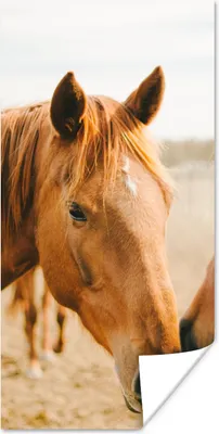 Produktbild von MuchoWow® Poster Pferd - Strand - Tiere 80x160 cm - Kinderzimmer