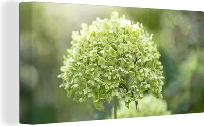 Obrázok produktu pre MuchoWow® - Plátno - Zelená hortenzia na vyblednutom pozadí, nástenná maľba, nástenné dekorácie, obrazy do obývačky, 80x40cm