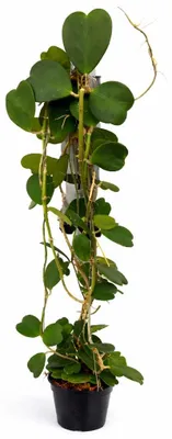 Image de Hoya kerii - Plante en forme de cœur - Plante mère solitaire - Pot de 19cm - environ 130cm de haut