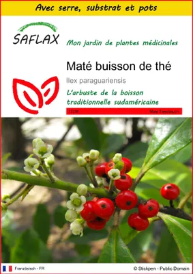 Image de SAFLAX Ensemble de culture - Maté buisson de thé - 10 graines - Ilex