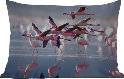 Produktbild von MuchoWow® Outdoor Kissen - Flamingo - Vogel - Wasser - Rosa - 50x30 cm - Wetterfest - Lounge Kissen - Sofa kissen - Wohnzimmer Dekoration