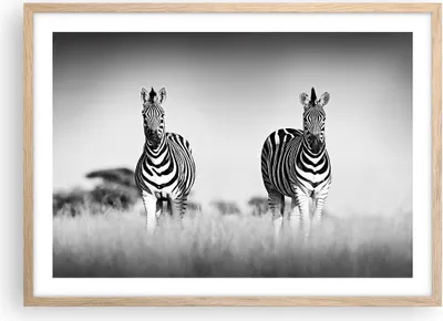 Produktbild von Gerahmtes Poster - Rahmen in heller Eiche - Zebras Fotografie Schwarzweiß - 70x50 cm - Wand Bild - Wanddeko - Wandbilder - Kunstposter - Wandposter - Bilderrahmen - Bilder - P2NAA70x50-4476