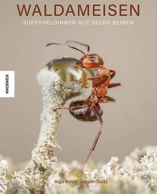 Image de Waldameisen