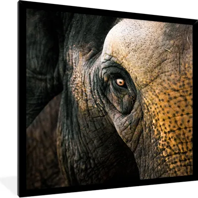 Produktbild von MuchoWow® Gerahmtes Poster Nahaufnahme eines Elefantenauges 40x40 cm - Poster mit Schwarzem Bilderrahmen Wandposter Rahmen Foto Bilder - Mit Rahmen - Wanddekoration Schlafzimmer