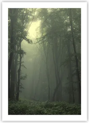 Produktbild von Poster - Poster ohne Rahmen - Wald Nebel Baum - 50x70 cm - Wand Bild - Wanddeko - Wandbilder - Kunstposter - Wandposter - Bilder - Kunstdruck - Wanddekoration - Wandbild - P2XPA50x70-3543