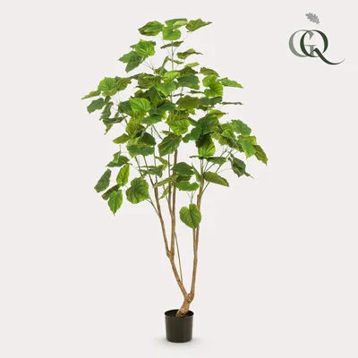 Produktbild von Kunstpflanze - Ficus umbellata - Afrikanische Feige - 180 cm