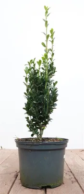 Produktbild von Ilex crenata 'Fastigiata', Japanische Stechpalme, 20–30 cm