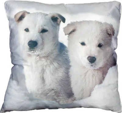 Produktbild von Couchkissen weißer Schäferhund Welpe als Dekokissen Tierkissen 45x45cm