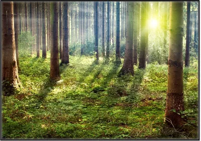 Produktbild von Wallario Wandbild Sonnenuntergang im Wald zwischen den Bäumen, Größe: 70,30 x 100,30 cm, Poster mit schwarzem Aluminiumrahmen