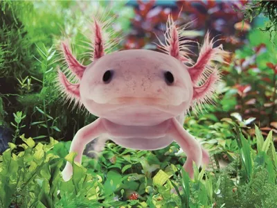 Produktbild von TischSet 3 D Axolotl, Platzset 2erSet Platzdeckchen Poster Bilder Axolotls Tier