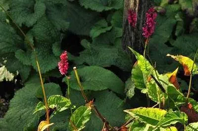 Zdjęcie produktu dla 6 x Persicaria ampl. 'Speciosa' ('firetail') - rdestowiec ostrokończysty - doniczka 9 x 9 cm